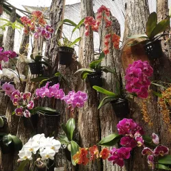 Chiriquí Highlands Scenic Drives - Bugaba