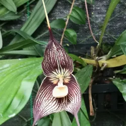 Chiriquí Highlands Scenic Drives - Bugaba