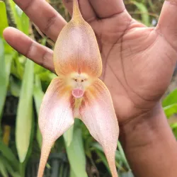 Chiriquí Highlands Scenic Drives - Bugaba