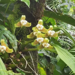 Chiriquí Highlands Scenic Drives - Bugaba