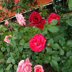 Local Festivals and Fairs - Bugaba