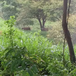Reserva Forestal de La Tronosa - Chitré