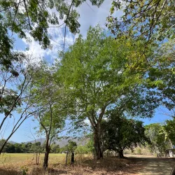 Reserva Forestal de La Tronosa - Chitré