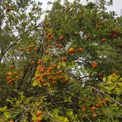 Reserva Forestal de La Tronosa - Chitré