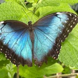 Butterfly Haven - El Valle de Anton