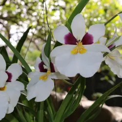 El Valle Orchid Center - El Valle de Anton