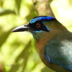 Birdwatching Sites - Gorgona