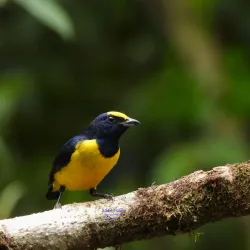 Birdwatching Sites - Gorgona