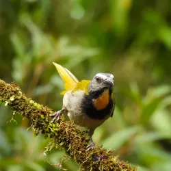 Birdwatching Sites - Gorgona