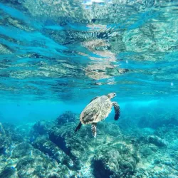 Isla Coiba - Gorgona