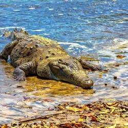 Isla Coiba - Gorgona