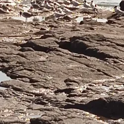 Local Fishing Villages - Gorgona