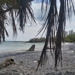 Mangrove Forests - Gorgona
