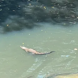 Parque Central de La Chorrera - La Chorrera