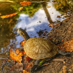 Parque Natural Metropolitano - Las Cumbres