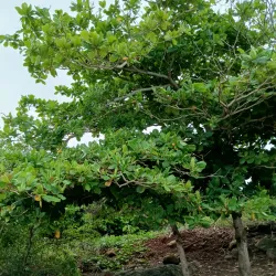Playa La Garita - Pedasi