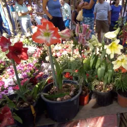 Feria de Penonome - Penonome