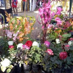 Feria de Penonome - Penonome