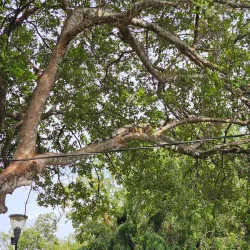Parque Miguel de Cervantes - Penonome