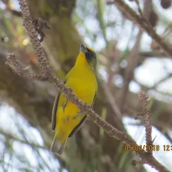 Río Coclé - Penonome