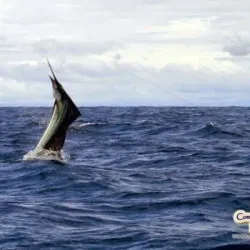 Fishing Tours - Puerto Armuelles