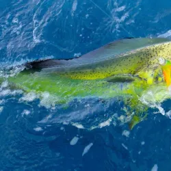 Fishing Tours - Puerto Armuelles