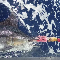 Fishing Tours - Puerto Armuelles