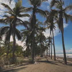 Mangrove Forests - Puerto Armuelles