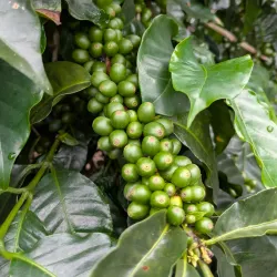 Nearby Coffee Plantations - Puerto Armuelles
