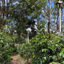 Nearby Coffee Plantations - Puerto Armuelles