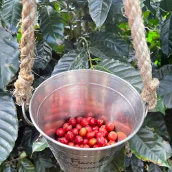 Nearby Coffee Plantations - Puerto Armuelles