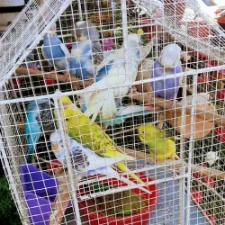 Mercado de San Miguelito - San Miguelito