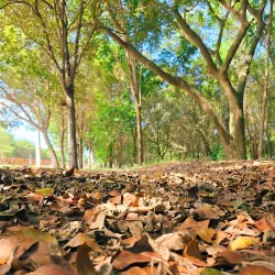 Parque Central de Santiago - Santiago