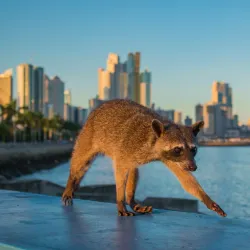 Cinta Costera - Tocumen