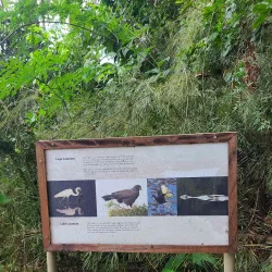 Nature Trail and Bird Watching - Vista Alegre