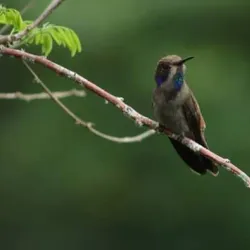 Birdwatching Tours - Volcán
