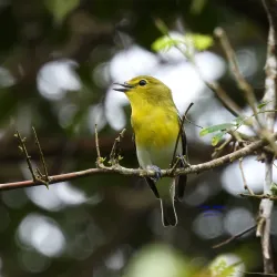 Birdwatching Tours - Volcán