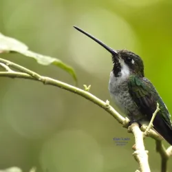 Birdwatching Tours - Volcán