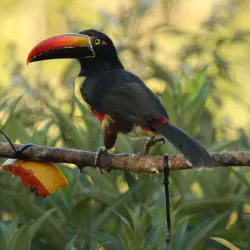 Birdwatching Tours - Volcán