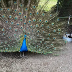 El Valle de Anton (Day Trip) - Volcán