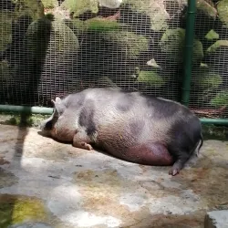 El Valle de Anton (Day Trip) - Volcán