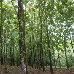 Los Cangilones de Gualaca - Volcán