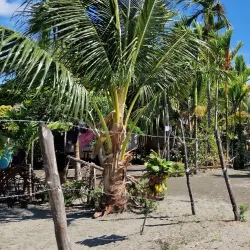 Sepik River (Nearby) - Aitape