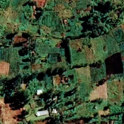 Local Markets - Amau