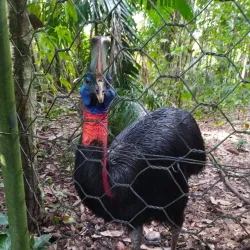 Rainforest Hiking Trails - Amau