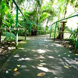 Rainforest Hiking Trails - Amau