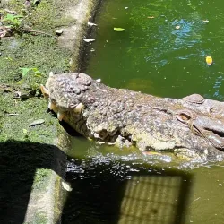 Rainforest Hiking Trails - Amau