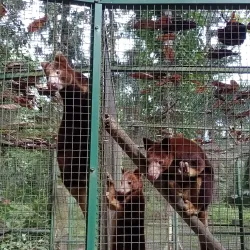 Rainforest Hiking Trails - Amau