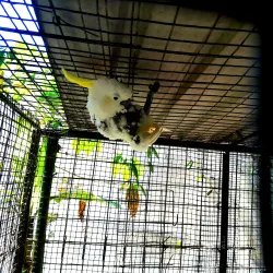 Rainforest Hiking Trails - Amau