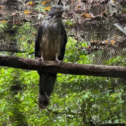 Rainforest Hiking Trails - Amau